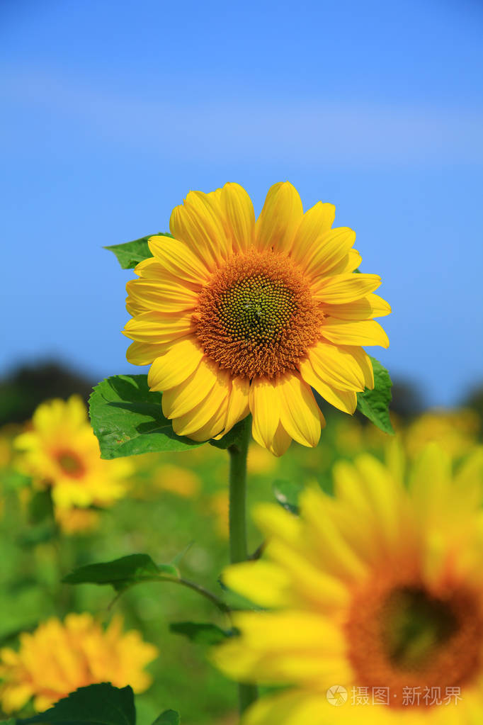 美丽的黄色向日葵