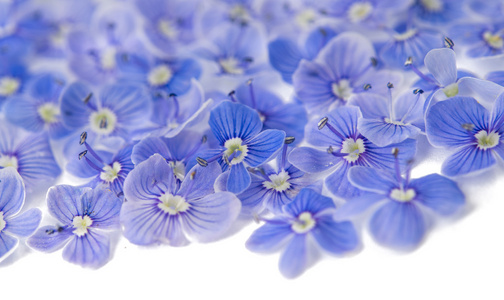 小温柔的蓝色花朵