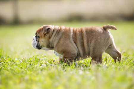 可爱的英国斗牛犬幼犬玩外面的一些