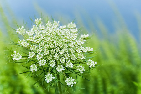 野胡萝卜花特写