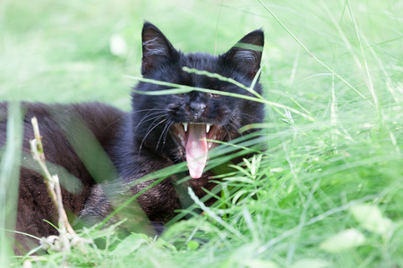 一只美丽的猫在绿草上的肖像