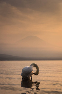 白色的天鹅和山。富士