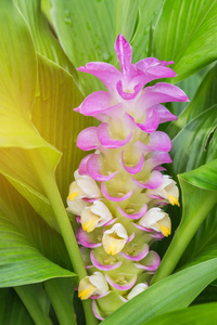 莪术科粉红色暹罗郁金花(莪术)照片