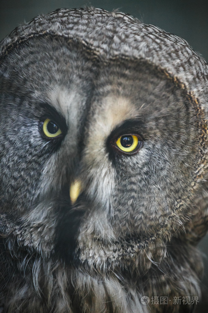 巨大的灰色猫头鹰特写肖像