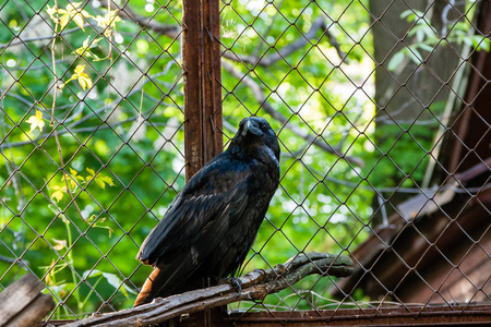 美丽的黑乌鸦坐在一个树桩上