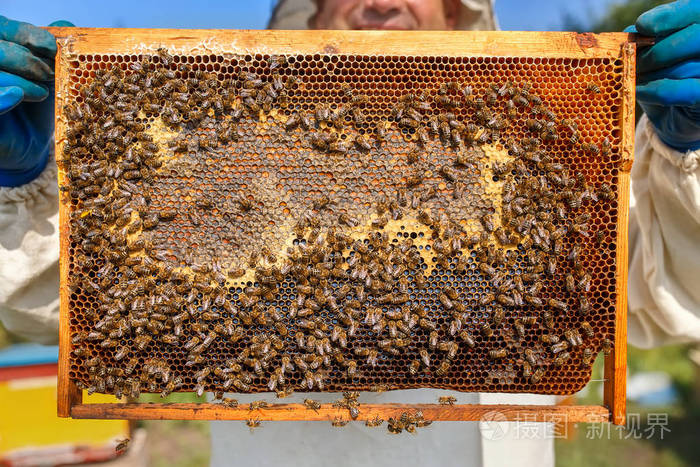 特写蜂窝充分的蜜蜂和蜂蜜