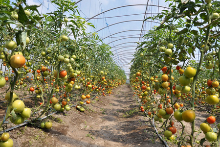 温室种植西红柿图片