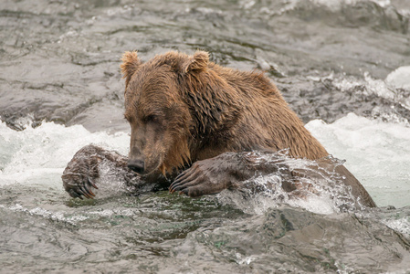 熊试图在河里钓鲑鱼