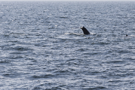 鲸鱼在海岸的海洋