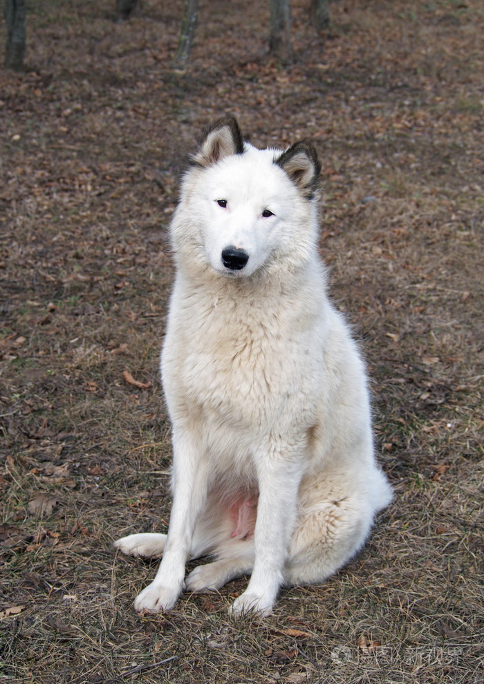 美丽的莱卡狗的肖像