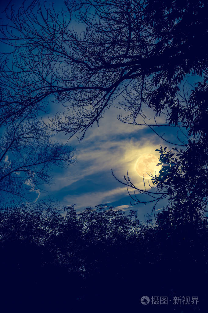 对天空和美丽的超级月亮干树的剪影