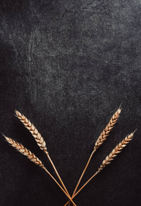 小麦在黑色背景上的耳朵