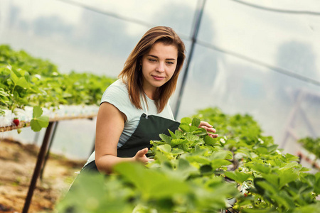 女性温室工人盒草莓,采摘浆果农场,草莓作物概念的女人照片