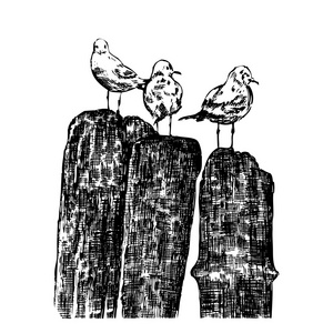 海鸥素描照片