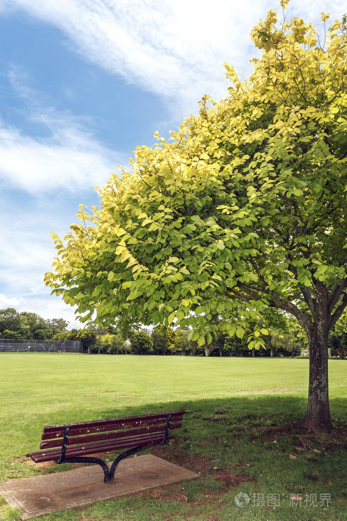 树下的公园长椅