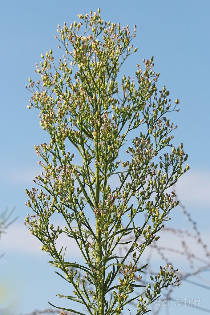 加拿大melkolepestnik灯盏花黄花湖西伯利亚野生药用植物