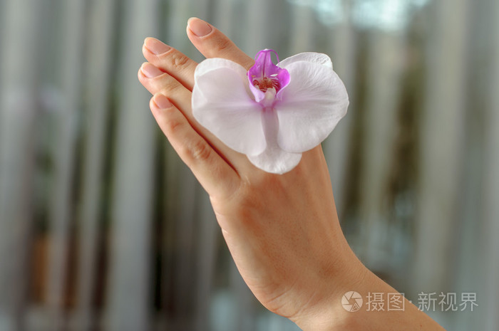 女人的手特写与白色兰花花间她灵巧