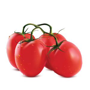 矢量图的孤立的白色背景上的大的成熟的红色的新鲜的西红柿分支
