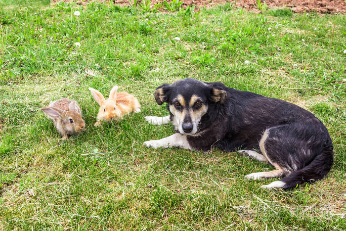 两个兔子和狗