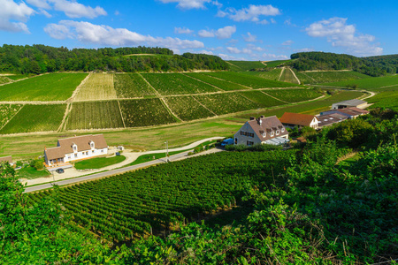 农村和夏布利酒地区的葡萄园图片