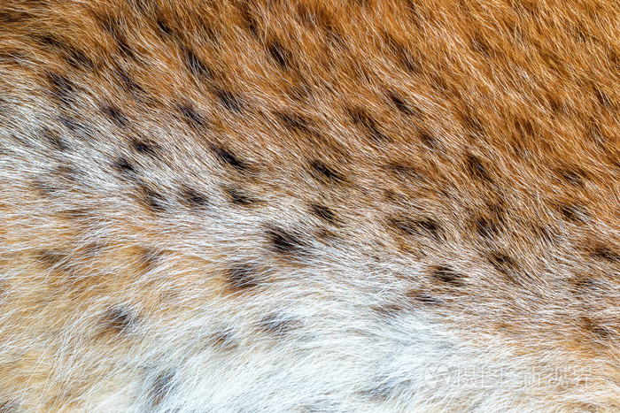 纹理发现野生动物的毛皮森林野生猞猁
