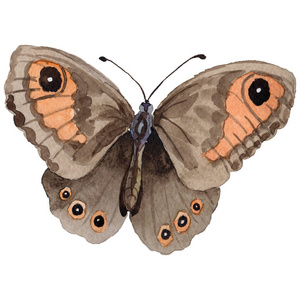 水彩蝴蝶投标昆虫，词源蛾，单独的机翼的插图