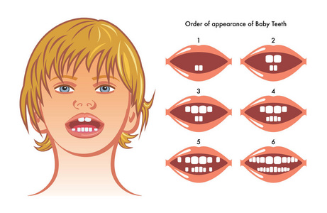 乳牙的插图