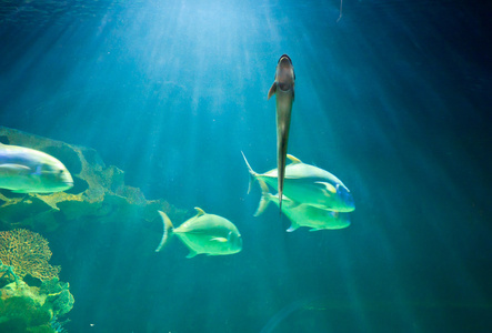 鱼在水下水族馆