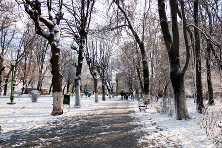 下雪在公园里的景观