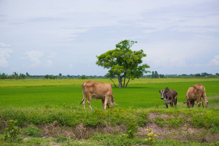牛吃草或水稻秸秆在蓝蓝的天空，rura 稻田