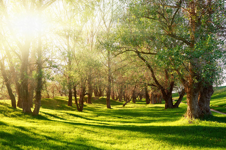 在森林里,阳光与树影在林间空地上的日落照片