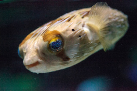 多刺 porcupinefish 鱼虎 holocanthus照片
