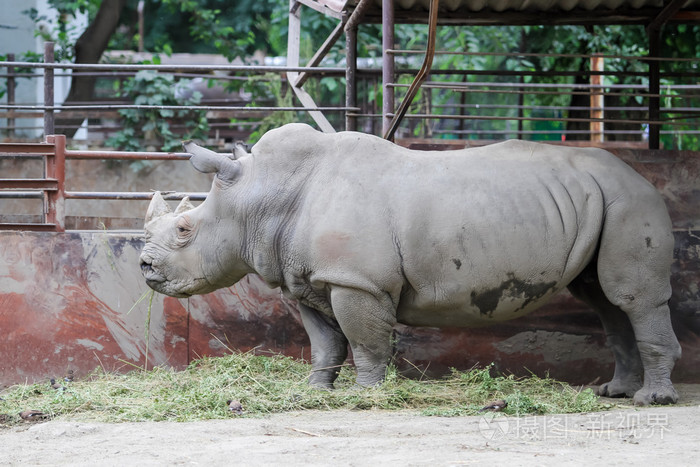 在动物园里的犀牛