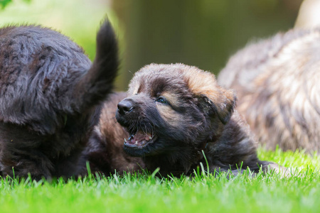 在草坪上的老德国牧羊犬幼犬。