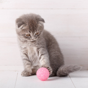 灰色条纹的小猫，苏格兰折玩一个粉红色的球，看着它