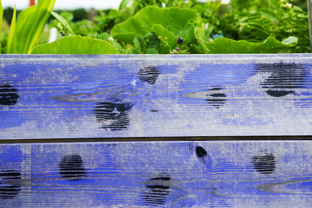 多彩的蓝色木板与植物