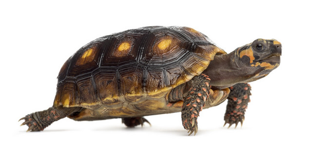 红足龟15岁