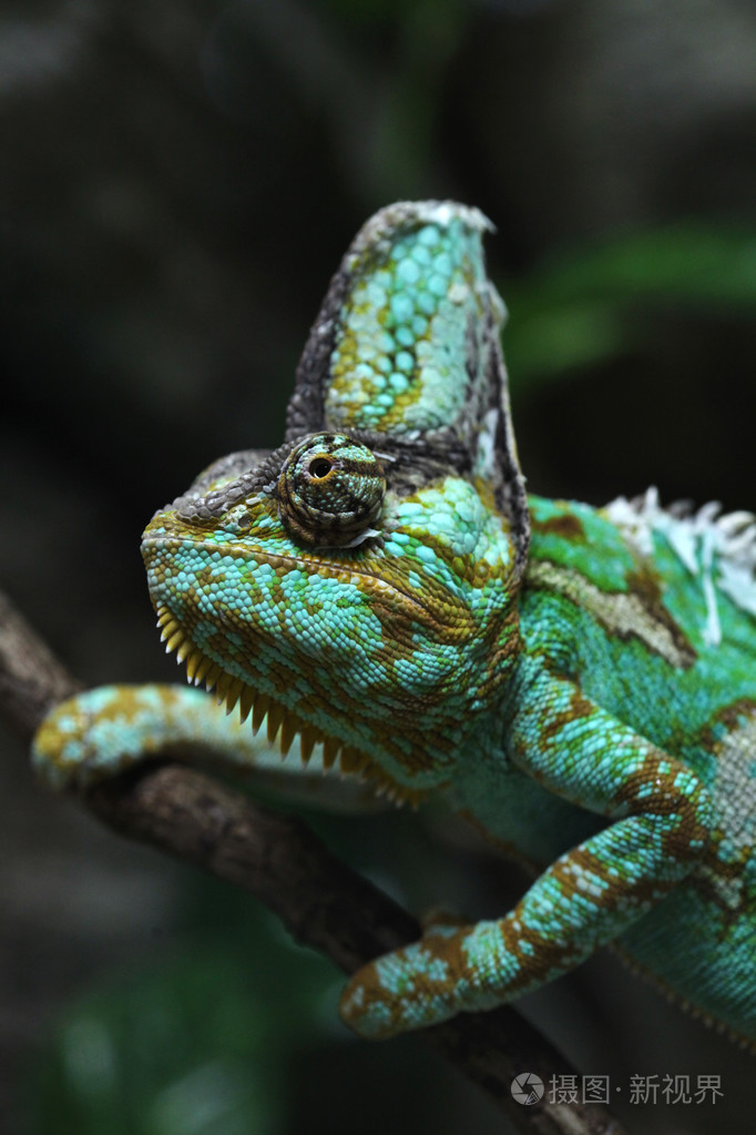 野生的高冠的变色龙