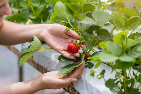 女人控股草莓大棚的手中,女性手持有草莓模糊背景,草莓作物概念照片