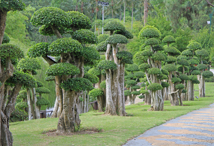 树木盆景植物园