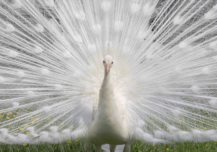 白孔雀图片 白孔雀素材 白孔雀插画 摄图新视界