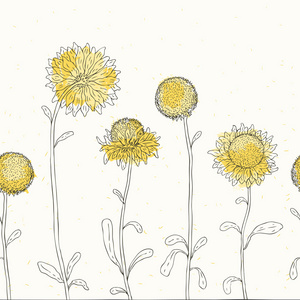 向日葵花图片 向日葵花素材 向日葵花插画 摄图新视界 向日葵花图片 向日葵花素材 向日葵花插画 摄图新视界