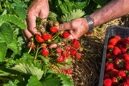 收获新鲜草莓草莓场