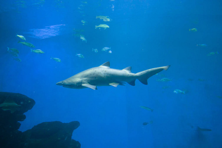 多彩的异国热带鱼类和鲨鱼水下水族馆