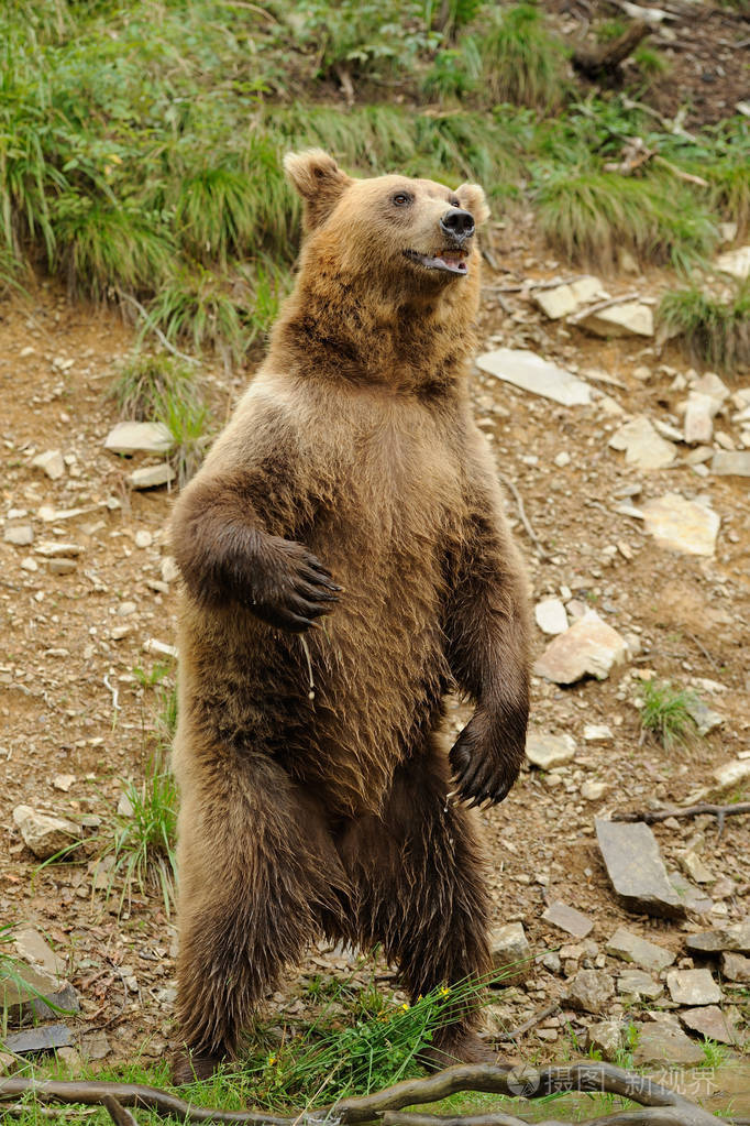 在森林里的大棕熊