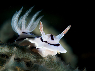 蝓蓝色 Chromodoris