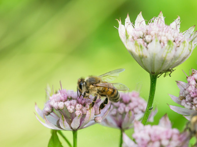 Astrantia 花蜜蜂