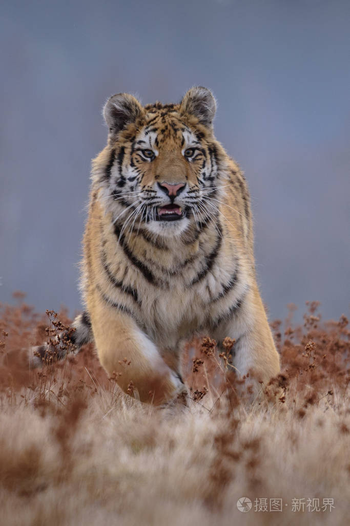 西伯利亚虎从正面看奔跑在温特追捕猎物