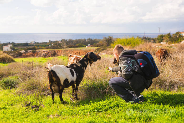 人和羊或羊在草地上
