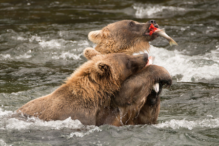 一只熊把鲑鱼从另一只熊手里带走